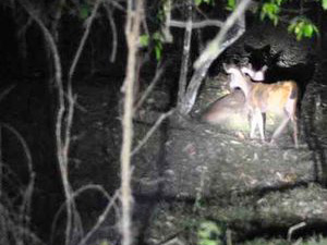 Guided night patrol walk through the Periyar jungle